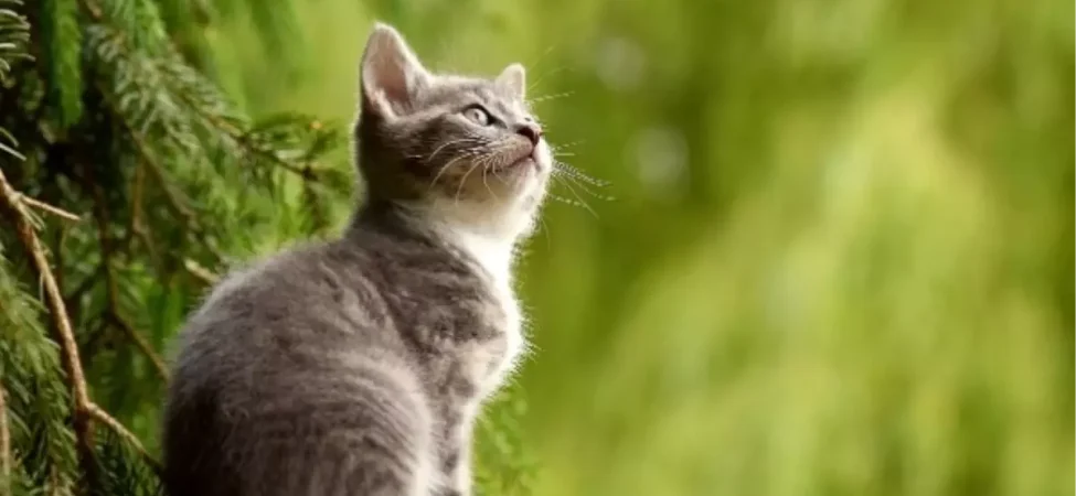 ruyada-kedi-gormek-nedir-ne-anlama-gelir-ruyada-yavru-kedi-gormek-tabiri-nedir-d72Qe2nD.jpg